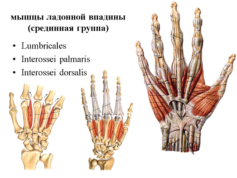 мышцы ладонной впадины (срединная группа) Lumbricales Interossei palmaris Interossei dorsalis